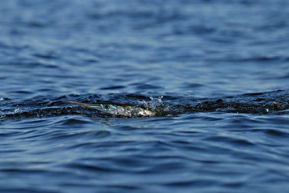 Garfish fun Garfish fun