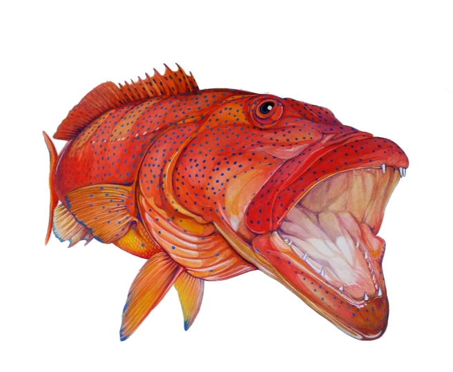 Coral trout Coral trout