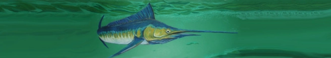 Marlin in color Marlin in color