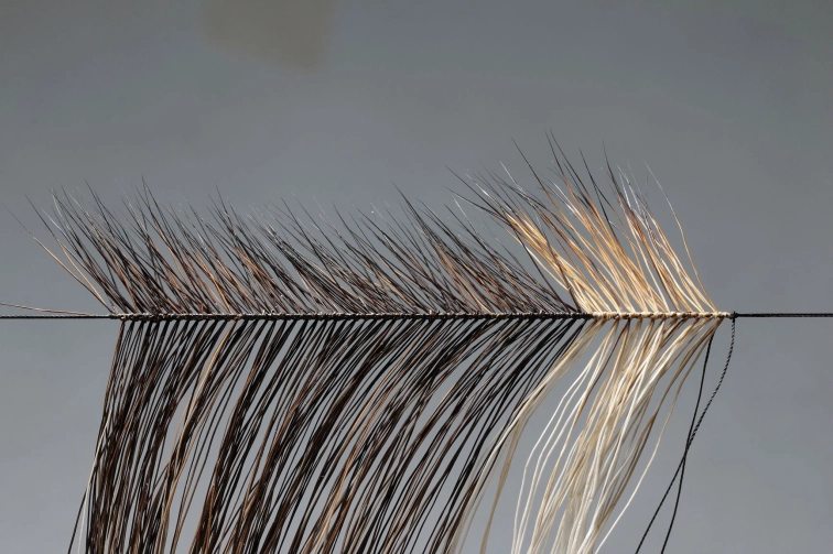 Hackle closeup Hackle closeup