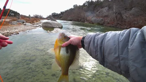 Video thumb for Fly fishing for Sunfish