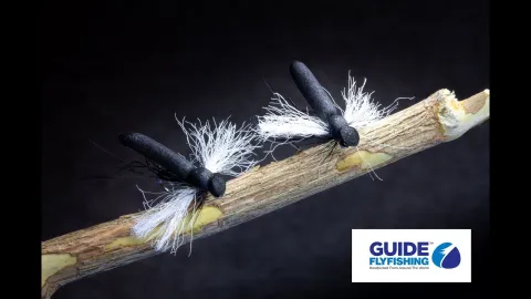 Video thumb for Foam Hawthorn