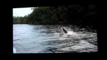 Video thumb for Rise Fly Film Festival