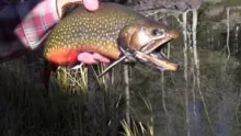 Video thumb for Fall Fun