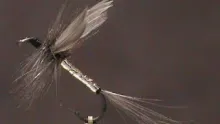 Video thumb for Catskill Cats Whisker