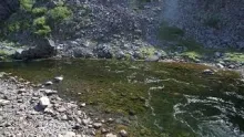 Video thumb for On Salmon and becomming a Labrador