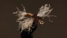Video thumb for Mathews's Zelon Midge