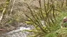 Video thumb for Oregon fishing