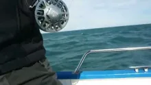 Video thumb for Mediterranean tuna