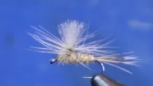 Video thumb for Parachute Hare's Ear