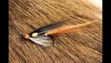 Video thumb for Oystercatcher