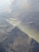 User submitted picture: Musky being revived after...