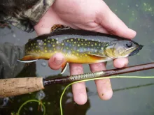 User submitted picture: end of season brook trout