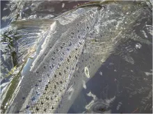 User submitted picture: She was a dream, this swe...