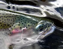 User submitted picture: Rainbow head