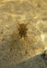 User submitted picture: A shrimp finding the came...