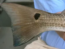 User submitted picture: Redfish caught in grass w...