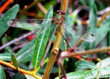 User submitted picture: Damselfly