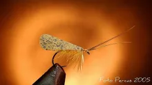 User submitted picture: cinnamon caddis boy