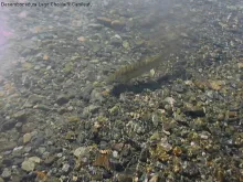 User submitted picture: Brown trout fished with a...