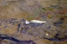 User submitted picture: Trout fight. Large trout ...