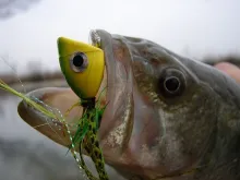 User submitted picture: Bass Portrait