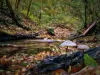 User submitted picture: small stream