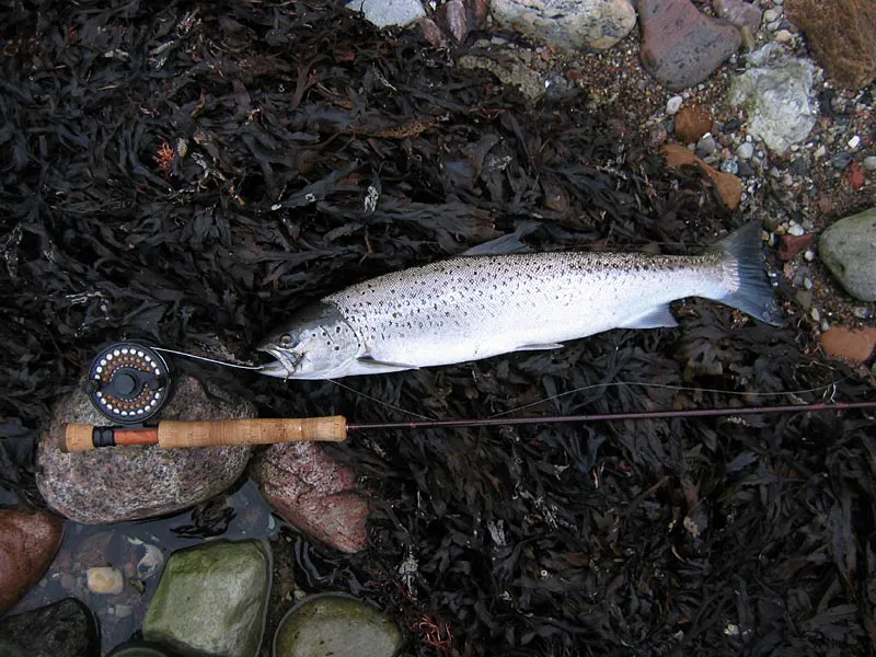 Later the same day - A really nice fish before I went home