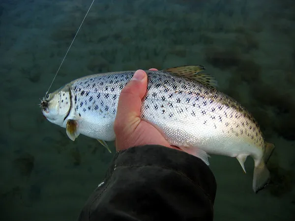 Today's sea trout - A beautiful little fish