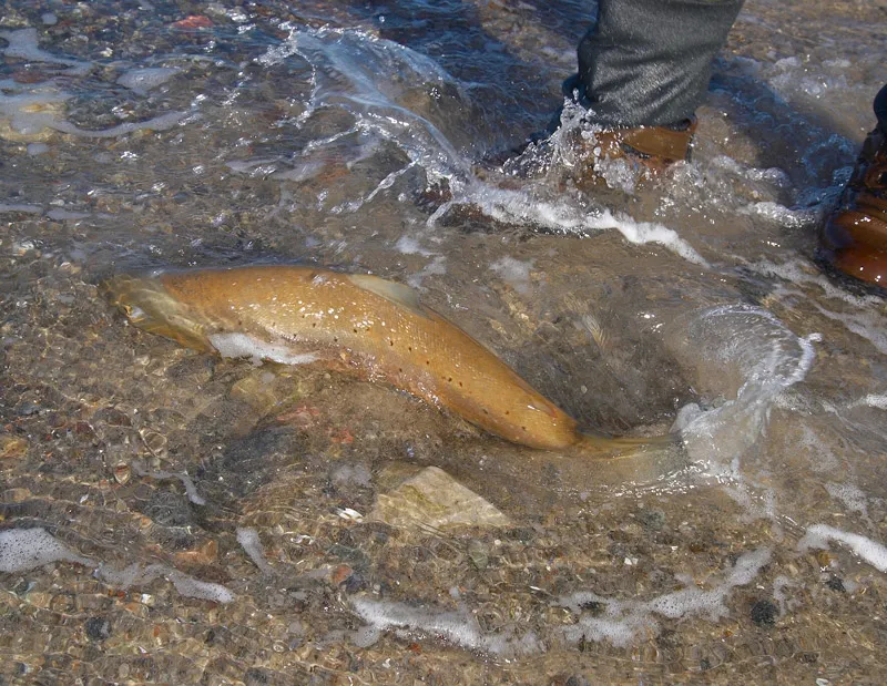 One on the way back - A cruel act? Hooking, fighting and the releasing?