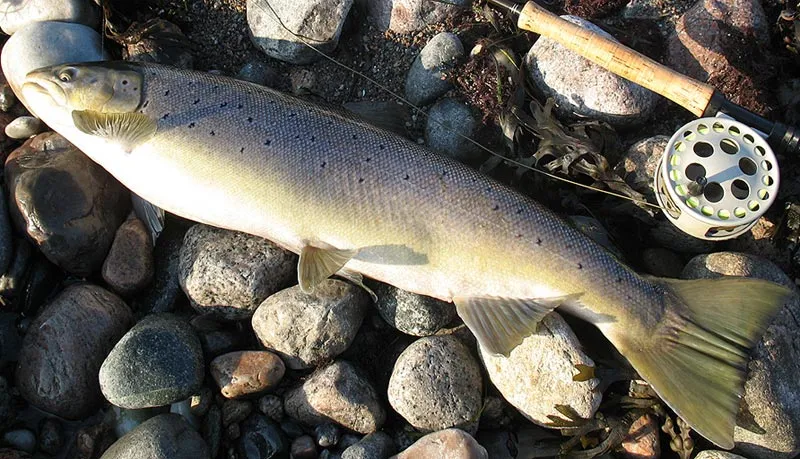 A kelt or a spawner? - One of the possible prizes of winter fishing for sea run brown trout: large colored fish, either kelts - fish which have been spawning and are regaining their condition in the cold water - or fish on their spawning run like this one. Undamaged fins, tail and abdomen in combination with color is a sign of a pre-spawn fish.