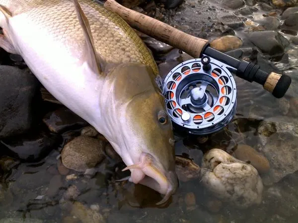 User submitted picture: Barbel catch on nymph spr...