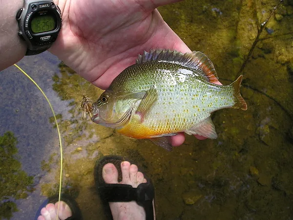 User submitted picture: A cute red-breasted sunfi...