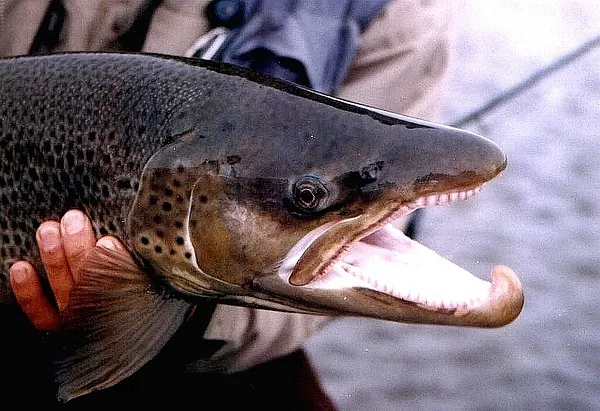 User submitted picture: 18 pounds searun brown tr...