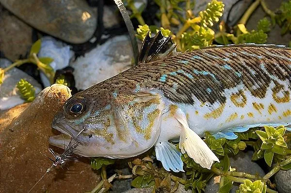 User submitted picture: Trachinus Draco. Nice  li...