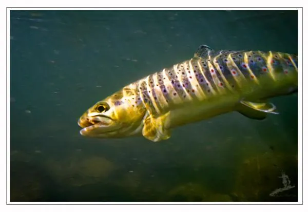 User submitted picture: trout under water