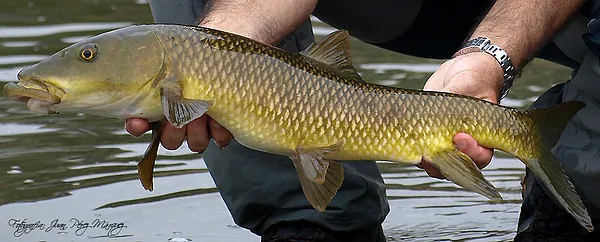 User submitted picture: Barbo big mouth in time o...