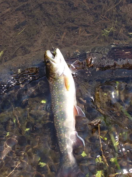 User submitted picture: Brookie, Northern Wiscons...