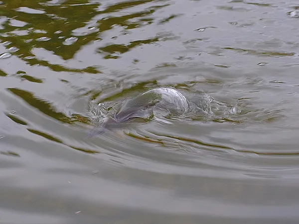 User submitted picture: Another Grayling taken th...