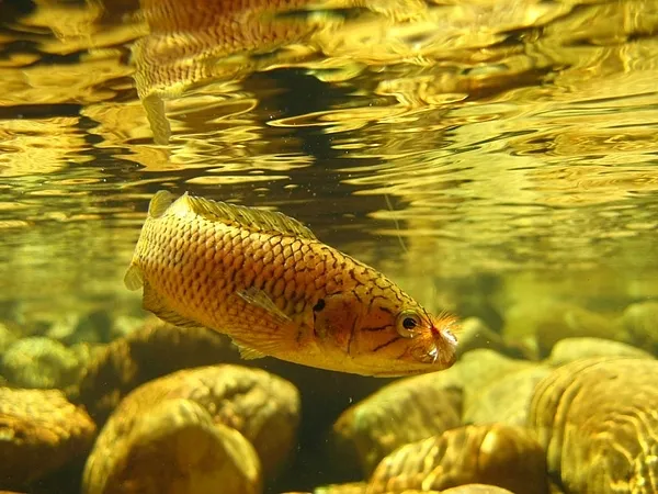 User submitted picture: Cape Kurper (Sandelia cap...