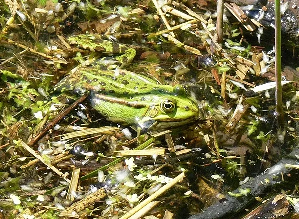User submitted picture: luscious frog