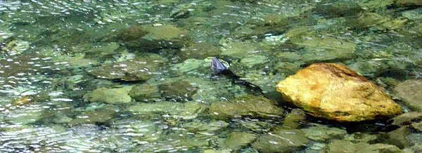 User submitted picture: Rising brown trout in a s...