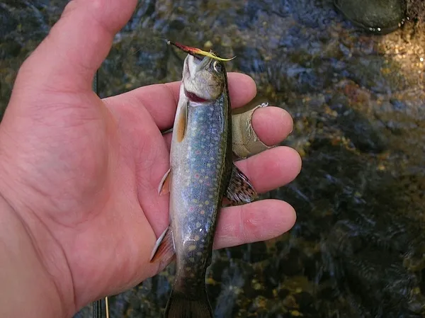 User submitted picture: Wild Beauty