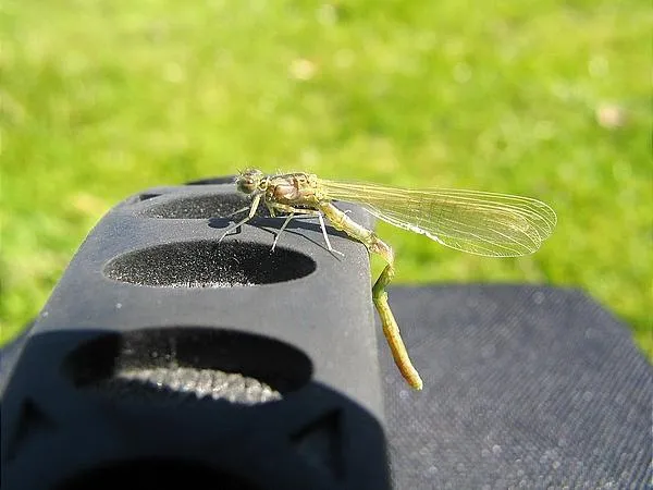 User submitted picture: A damsel nymph just emerg...