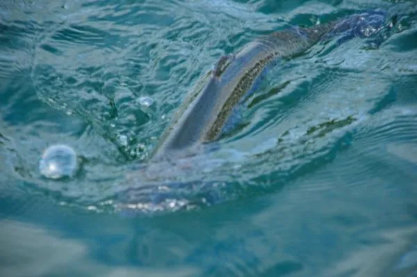 User submitted picture: Triploid Trout