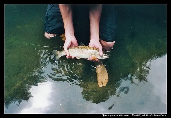 User submitted picture: Rainbow trout caught at S...