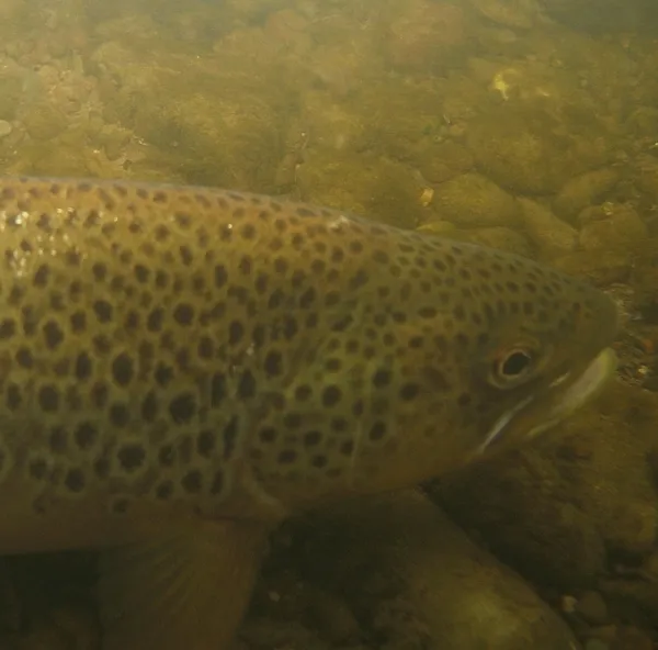 User submitted picture: Bonnie Brownie!!