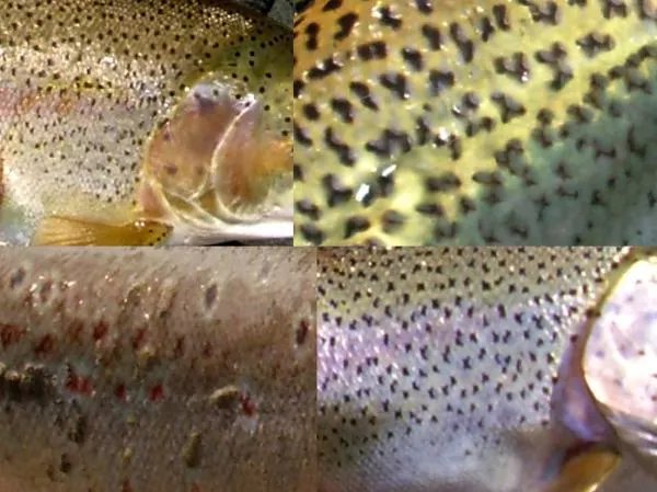 User submitted picture: Skin fish 3.....