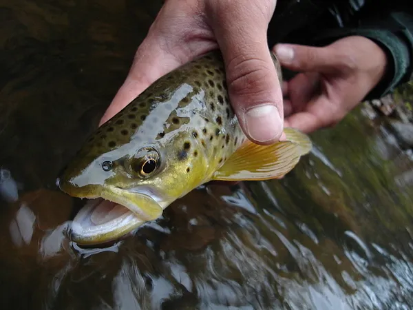 User submitted picture: Summertime Brown
