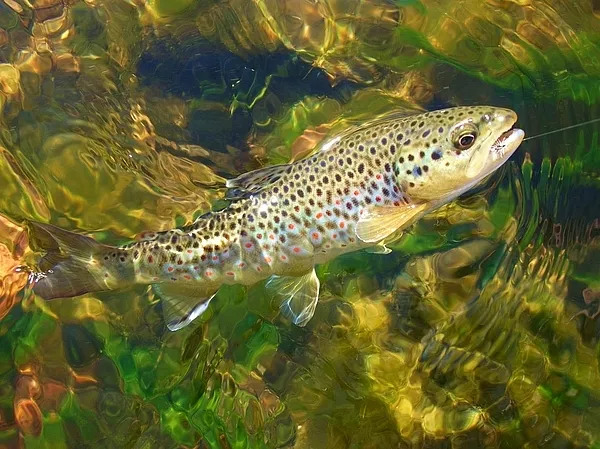 User submitted picture: A Cache la Poudre (Colora...